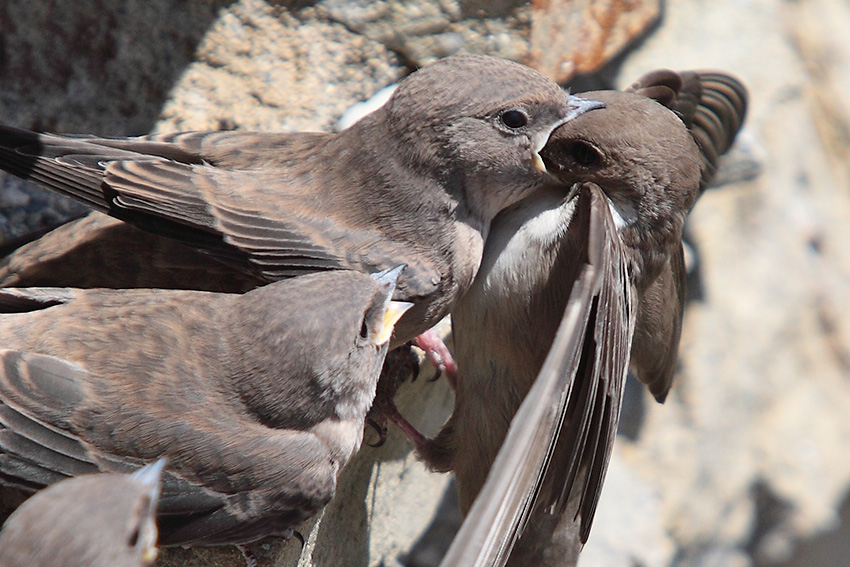 Uno a lui,uno te e uno a me